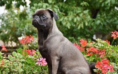 Protect Your Pet From These Garden Toxins