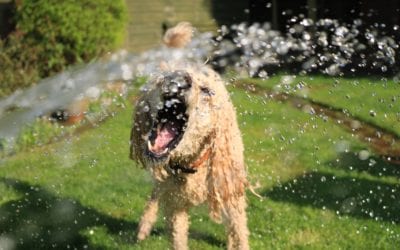 Helping Your Pet Beat the Heat