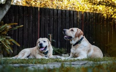 Safely Cooling Your Pet During a Heat Exhaustion Episode