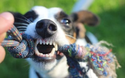 Persistent Deciduous Teeth in Pets