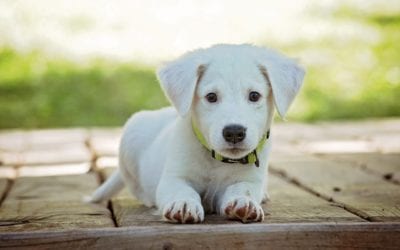 Is Fostering a Pet Right for Your Family?