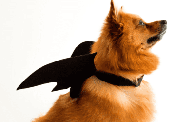 Keep Your Pet Away from These Halloween Treats