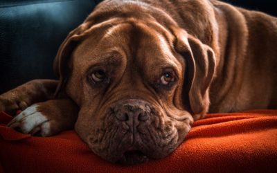 5 Myths about Cancer in Pets