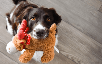 Safe, DIY Holiday Pet Toys