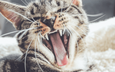 Make Pet Dental Care a Priority in 2022