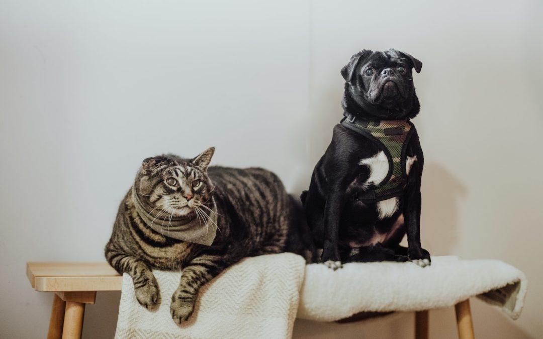 Black french bulldog and grey cat sitting together on bench.