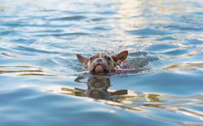 Five Guidelines for Ensuring Safe Swimming Practices With Your Beloved Pet