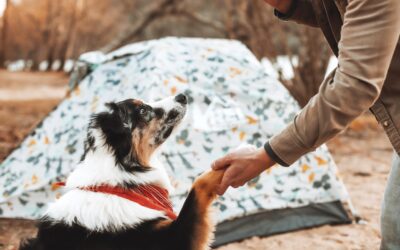 Essential Guidelines for Camping with Your Furry Companions